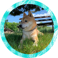 Shinju der Shiba Inu